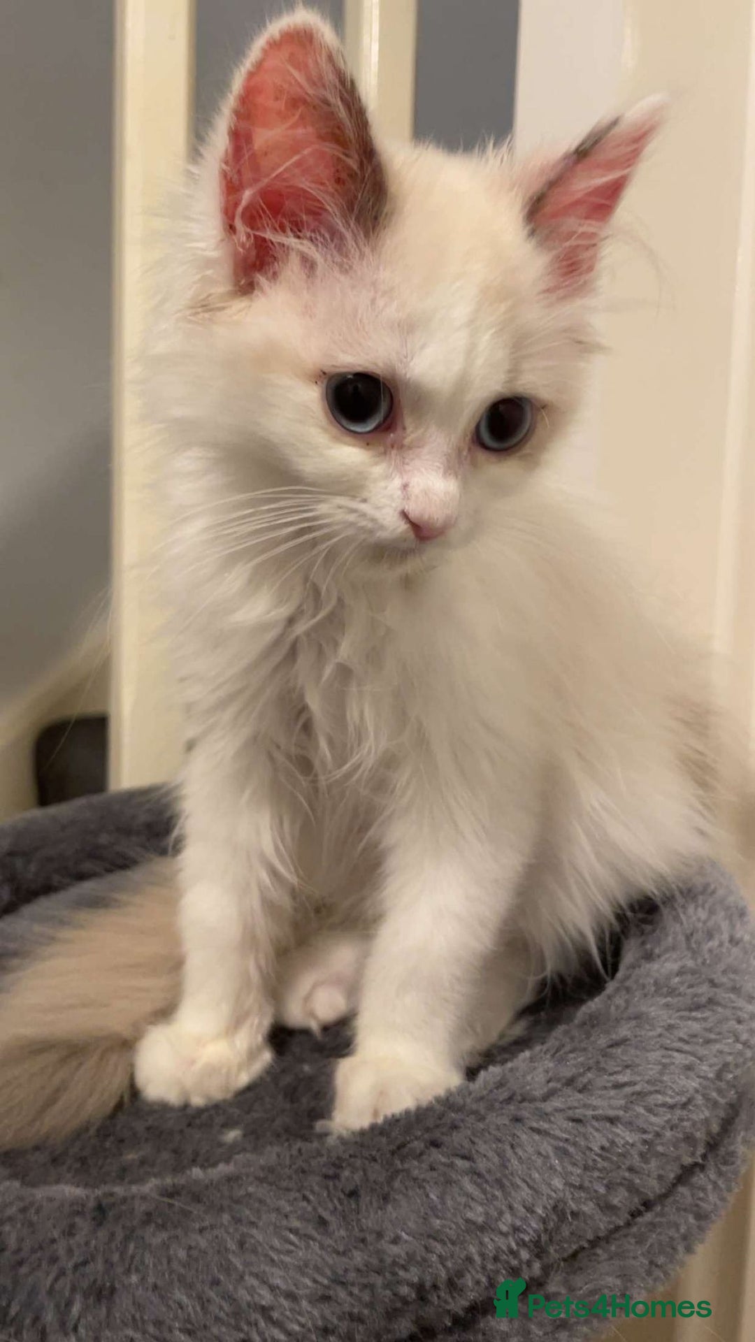 Ragdoll cats for sale: 2 female ragdolls  - Advert 8