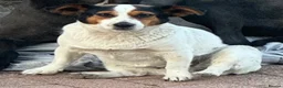 Jack Russell dogs for sale: Top Quality Jack Russell puppies  - Advert 2