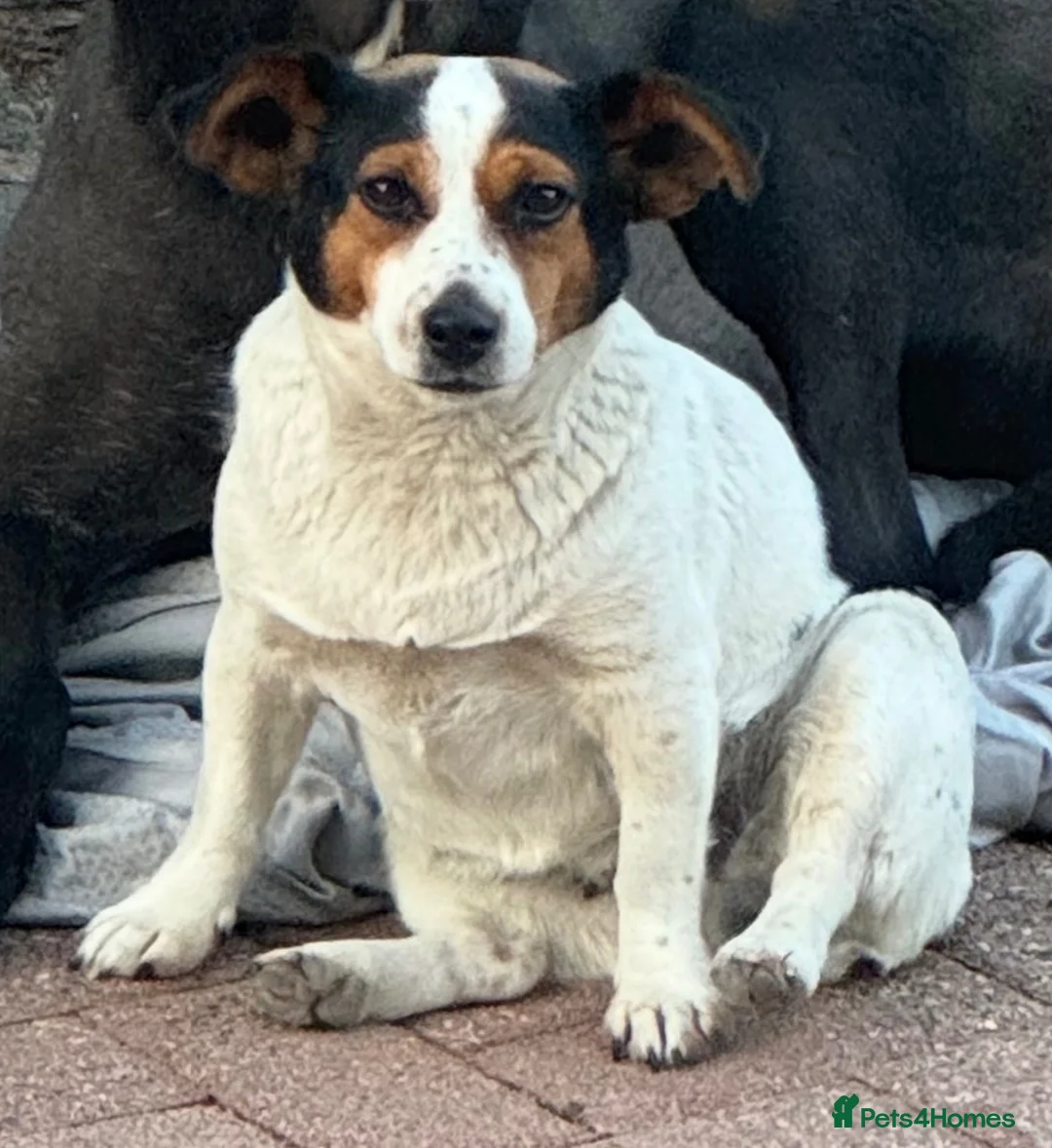Jack Russell dogs for sale: Top Quality Jack Russell puppies  - Advert 2