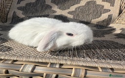 Mini Lop rabbits for sale: Gorgeous mini lop bucks available . - Image 18