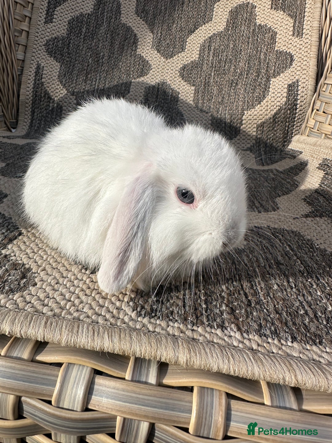 Mini Lop rabbits for sale: Gorgeous mini lop bucks available . - Image 18