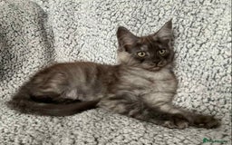 Maine Coon cats for sale: GCCF Black Smoke Maine Coon Kitten.  - Image 4