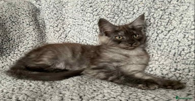 Maine Coon cats - Advert 3