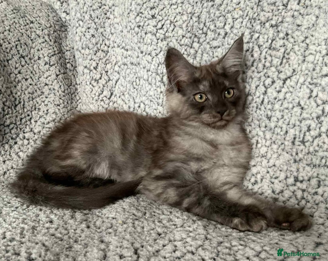Maine Coon cats for sale: GCCF Black Smoke Maine Coon Kitten.  - Image 4