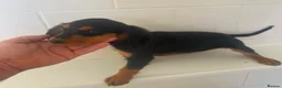 Cocker Spaniel dogs for sale: Gorgeous Cocker Spaniel puppies - Advert 9