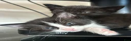 Mixed Breed cats for sale: weaverham  - Advert 3