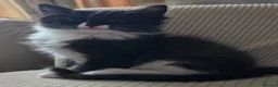 Mixed Breed cats for sale: 3 black and white tuxedo kittens, 2 male 1 female - Advert 16