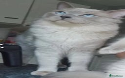 Ragdoll cats for sale: Health tested beautiful ragdoll kittens  - Image 16