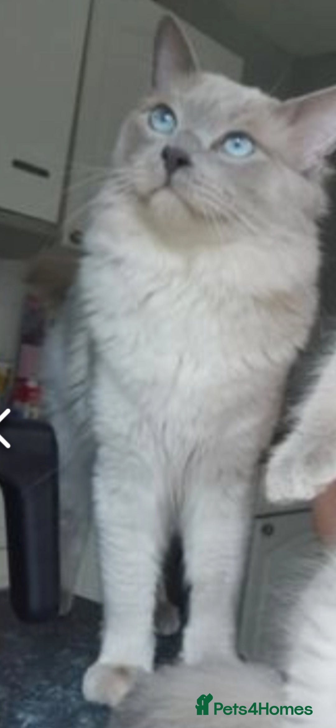 Ragdoll cats for sale: Health tested beautiful ragdoll kittens  - Image 16