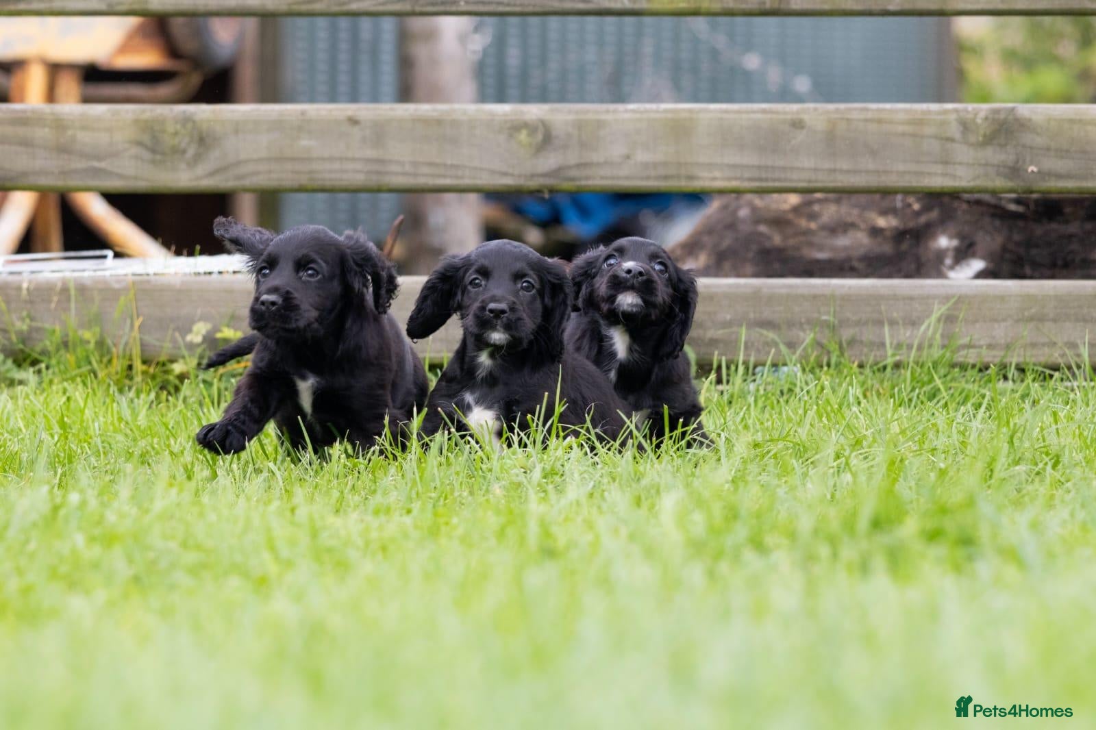 Cocker Spaniel dogs Stunning Black Cocker Puppies. Ready to leave 🌟 - Advert 1