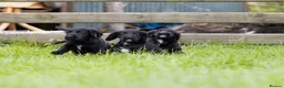 Cocker Spaniel dogs for sale: Stunning Black Cocker Puppies. Ready to leave 🌟 - Advert 1