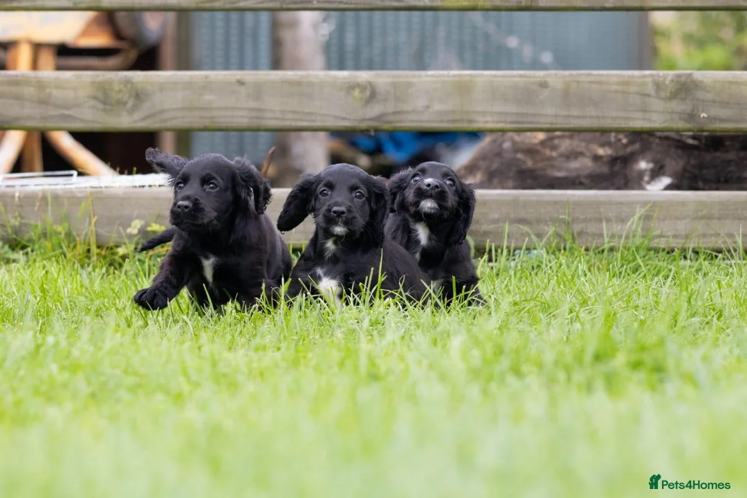 Cocker Spaniel dogs for sale: Stunning Black Cocker Puppies. Ready to leave 🌟 - Advert 1