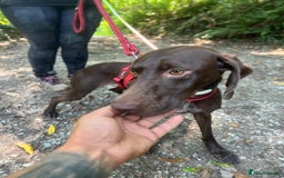 German Shorthaired Pointer dogs for adoption: Rucha, female German Shorthaired Pointer, aged 2 - Image 3