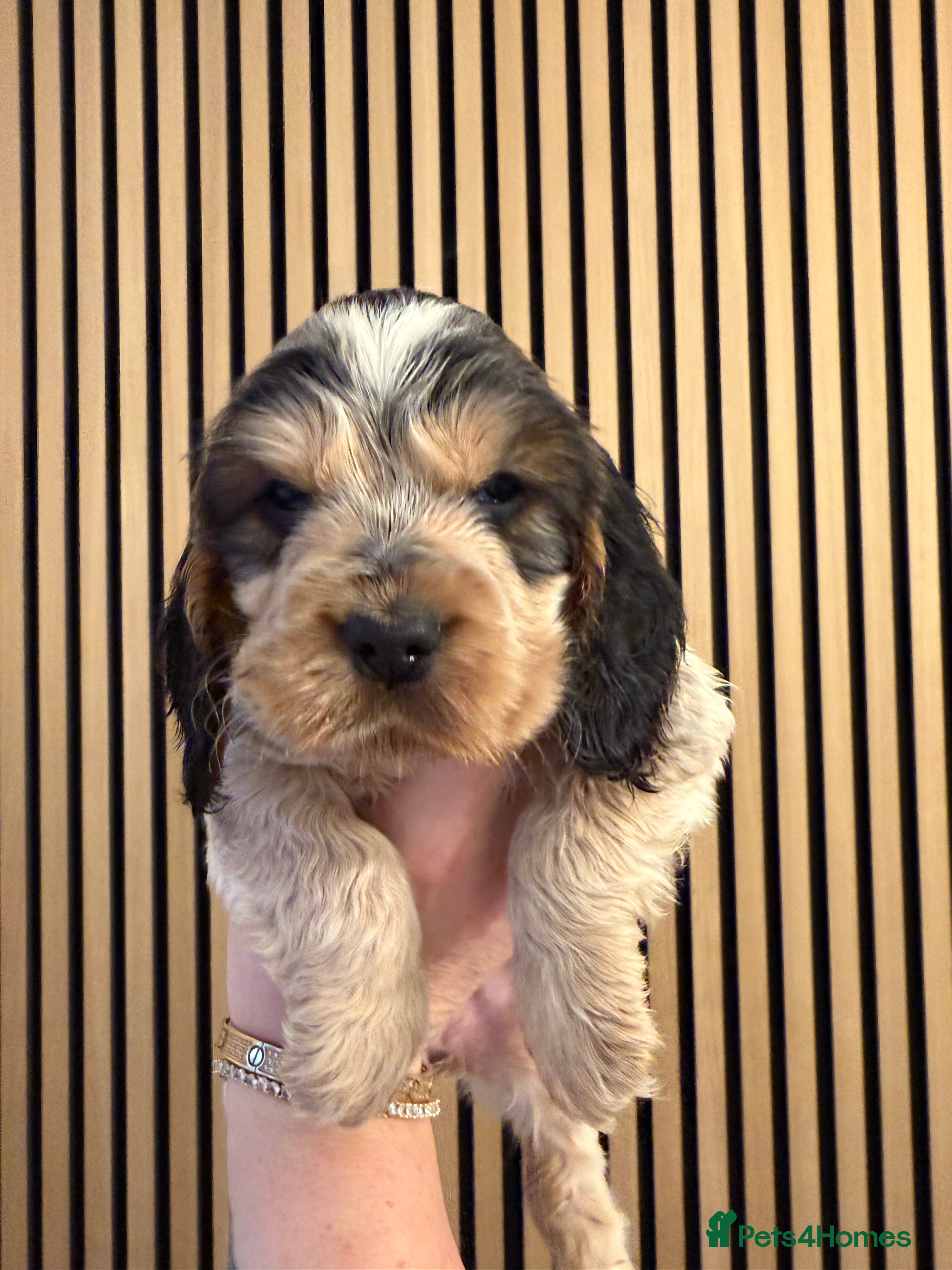 Cocker Spaniel dogs 🐶Rizi Bizi 🐶🐾 full pedigree show spaniels🐾  - Advert 4