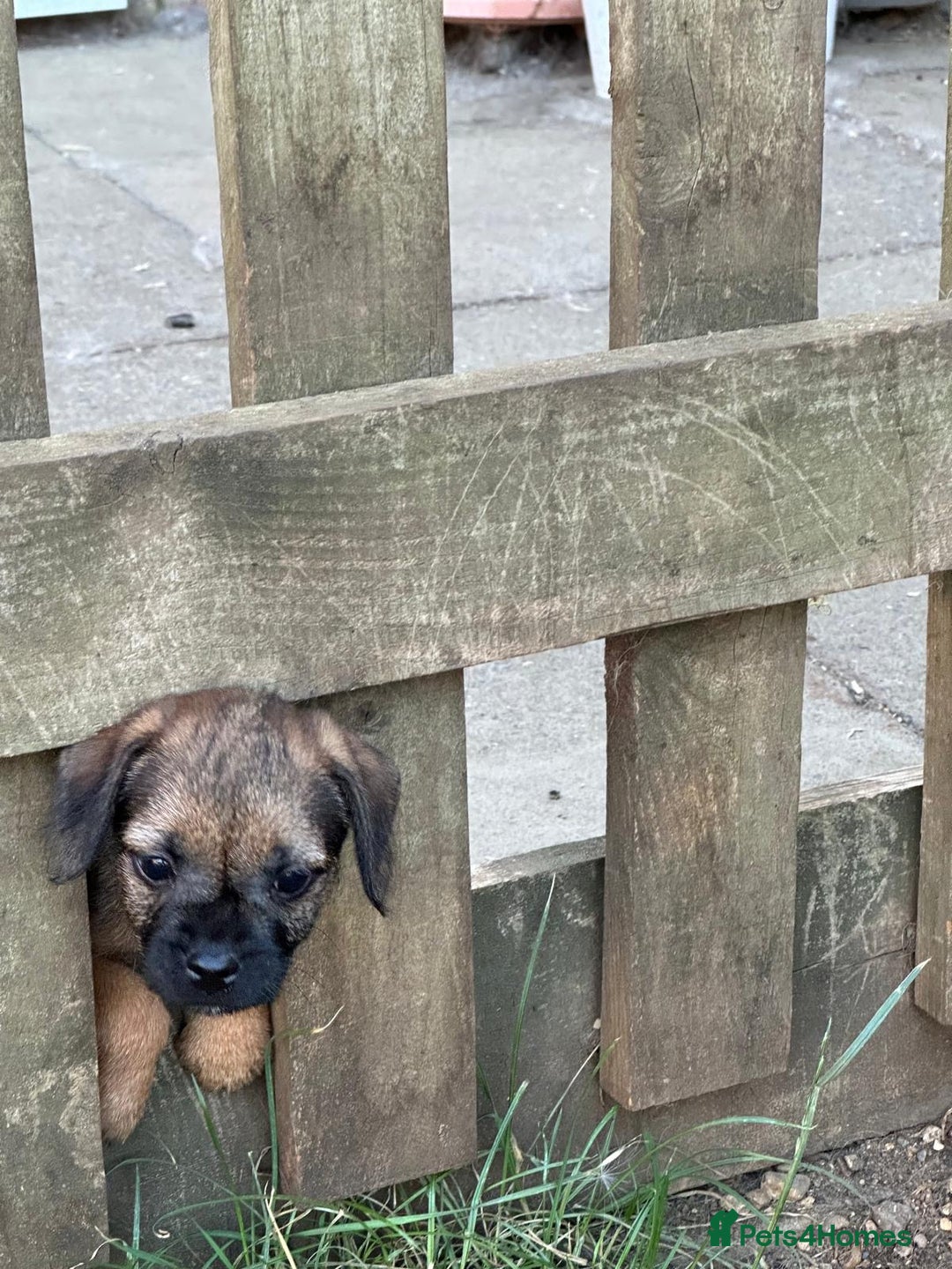 Border Terrier dogs for sale: Border terrier puppy’s  - Image 9