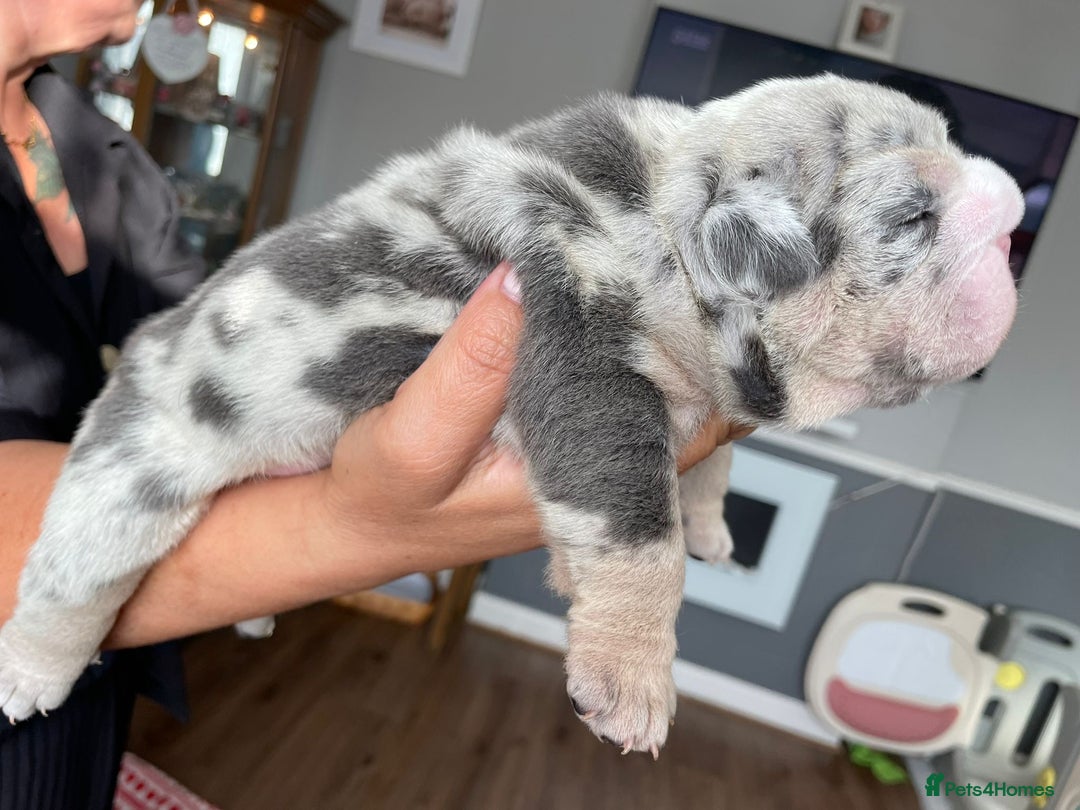 English Bulldog dogs for sale: LAST BOY ENGLISH BULLDOG PUP in South Ockendon - Image 9