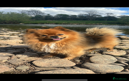 Pomeranian dogs for stud: Beautiful Pom for stud  - Advert 3