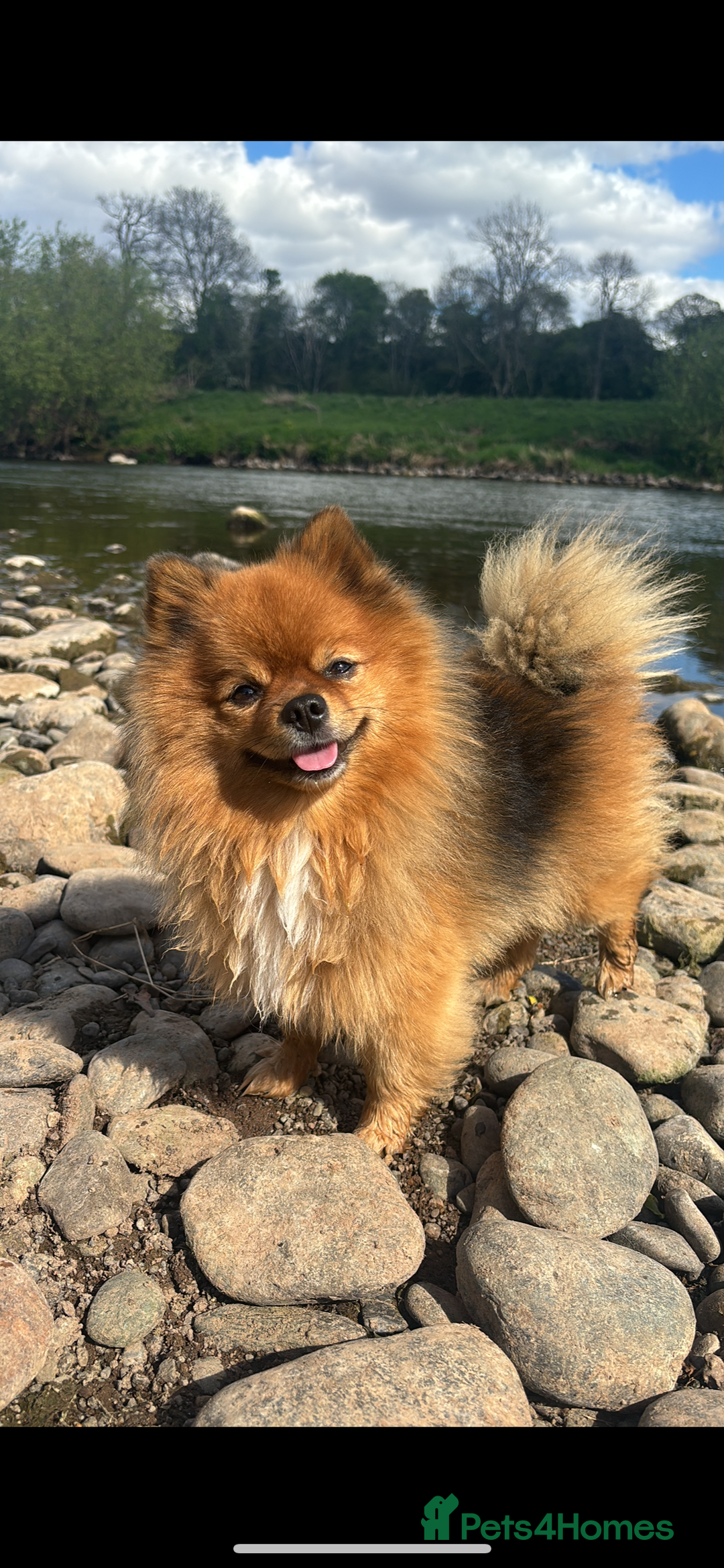 Pomeranian dogs for stud: Beautiful Pom for stud  - Advert 3