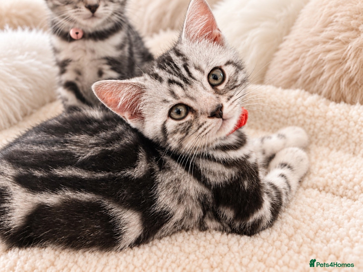 British Shorthair cats Stunning Silver BSH Kittens GCCF Champion Lines - Advert 2