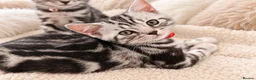 British Shorthair cats for sale: Stunning Silver BSH Kittens GCCF Champion Lines - Advert 4