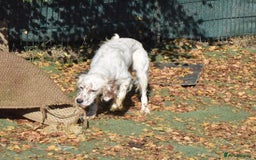 English Setter dogs for adoption: Boss  - Image 10