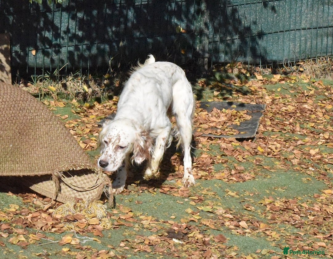 English Setter dogs for adoption: Boss  - Image 10