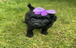 Miniature Poodle dogs for sale: Miniature Poodle puppies - Image 2