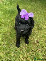 Miniature Poodle dogs - Advert 2