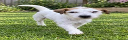 Parson Russell dogs for sale: 2 year old female parson - Advert 2