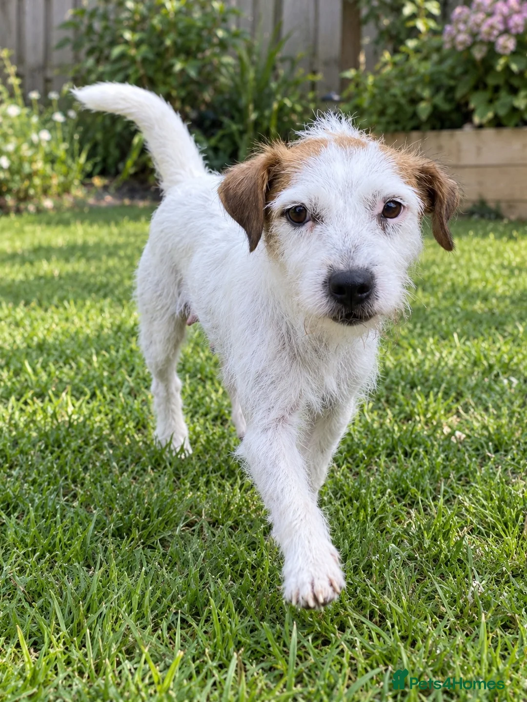 Parson Russell dogs for sale: 2 year old female parson - Advert 2