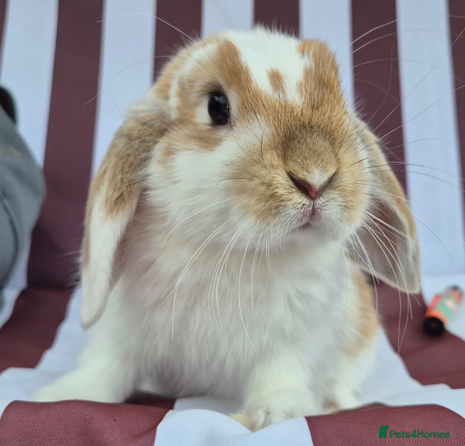 Mini Lop rabbits 8 10 and 12 weeks old mini lops  - Advert 12