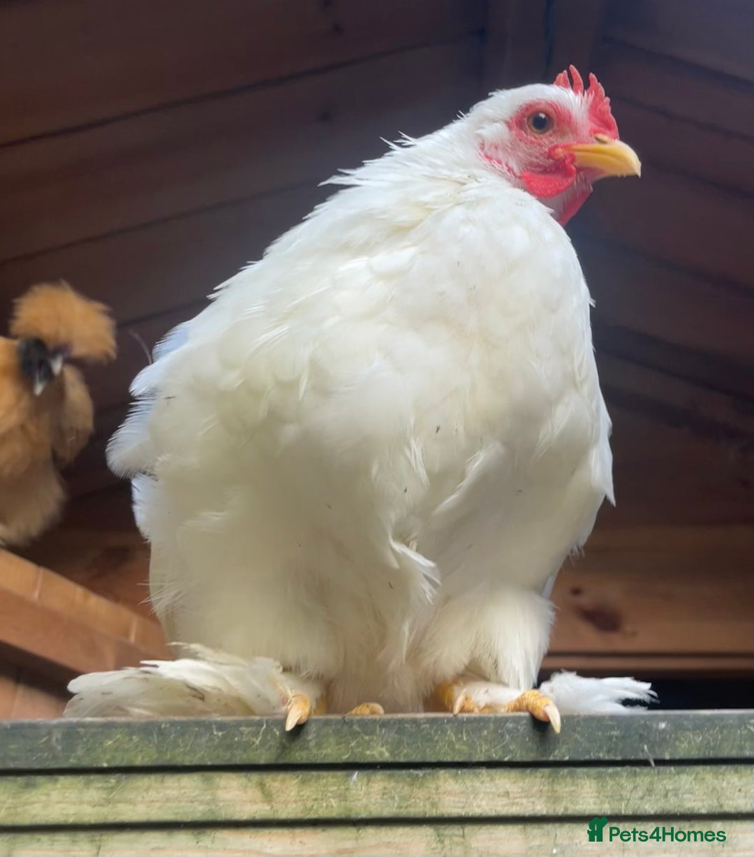 Chickens poultry for sale: Hen, POL Hens, Cockerels and chicks - Image 15