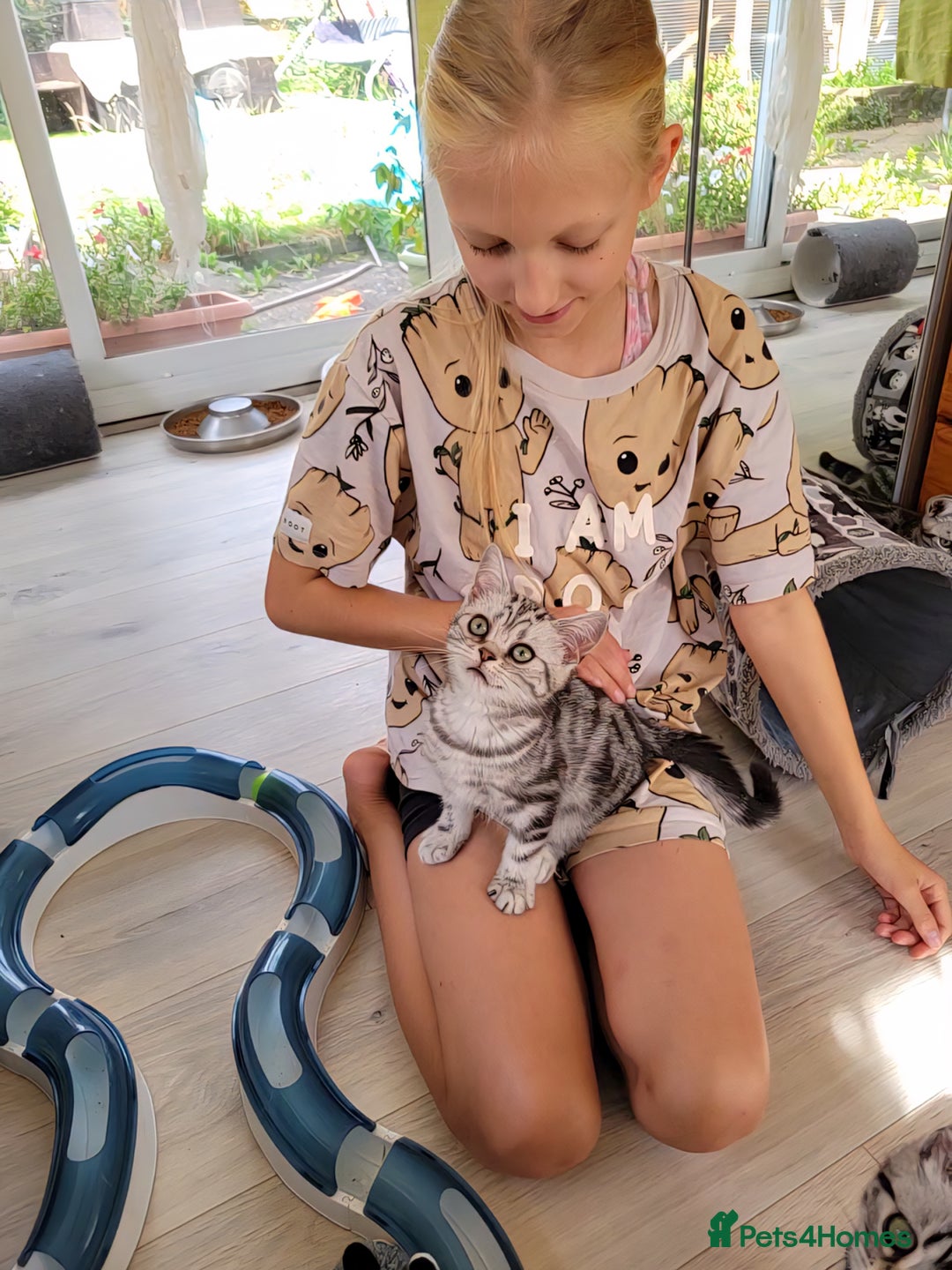 British Shorthair cats for sale: Ready to collect British Shorthair Silver Tabby in Rochester - Image 8
