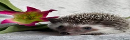 Pygmy Hedgehog rodents for sale: African Pygmy Hedgehog Ethically Bred Girl  - Advert 12
