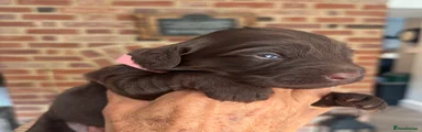 Cockapoo 2