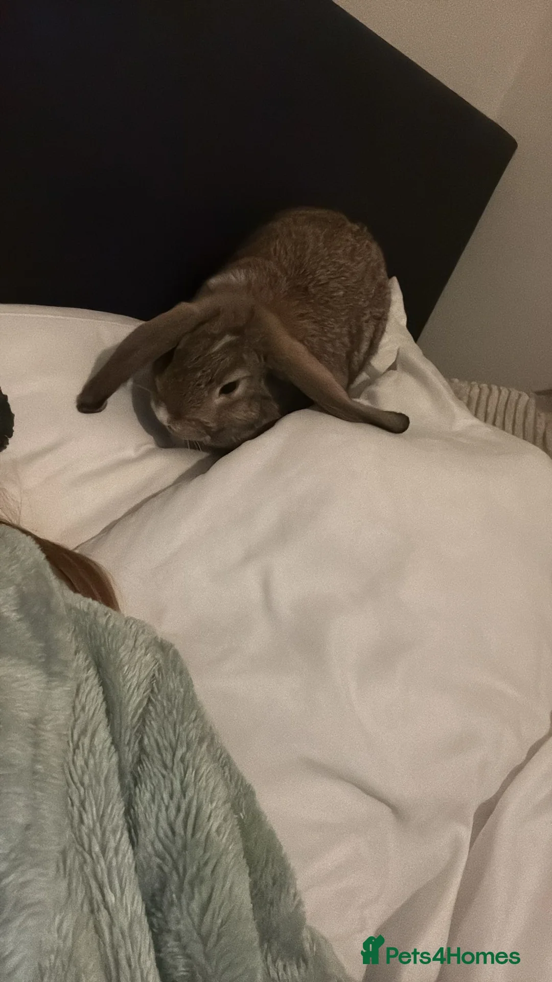 Mini Lop rabbits for sale: Pure Mini Lop - Advert 3