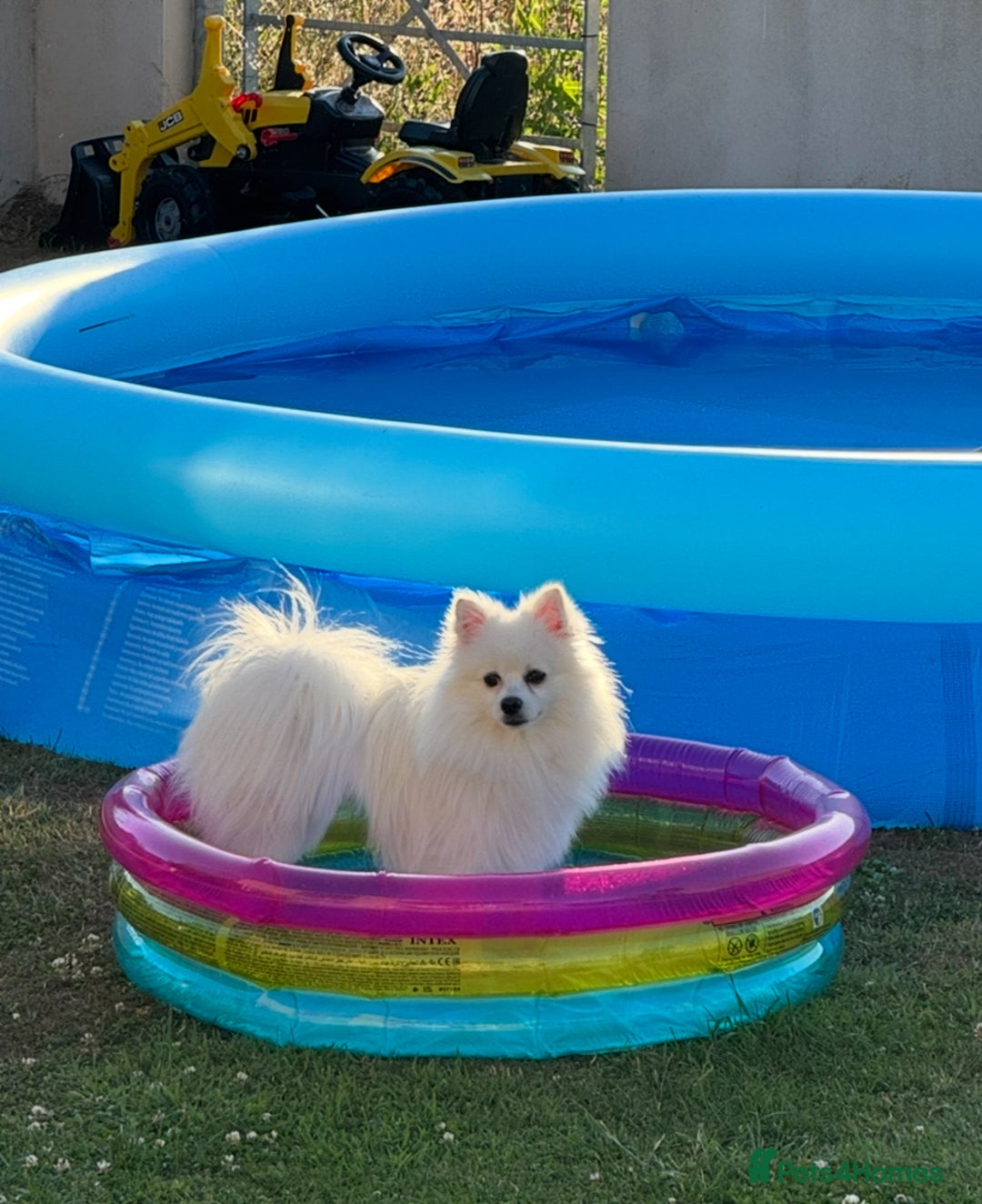 Pomeranian dogs for sale:  Rehoming Our Beloved Pomeranians - Image 2