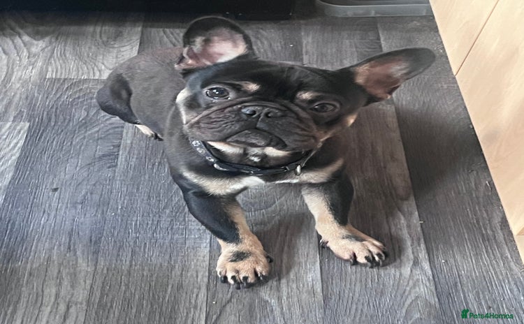French Bulldog dogs - Advert 4