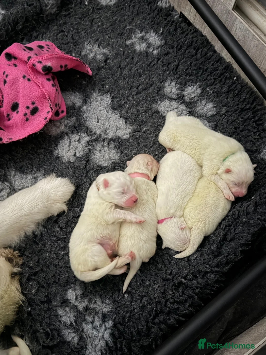 Samoyed dogs for sale: Beautiful Samoyed Puppies .    - Advert 2
