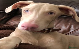 Dobermann dogs for sale: Male cream tan Doberman  - Advert 3