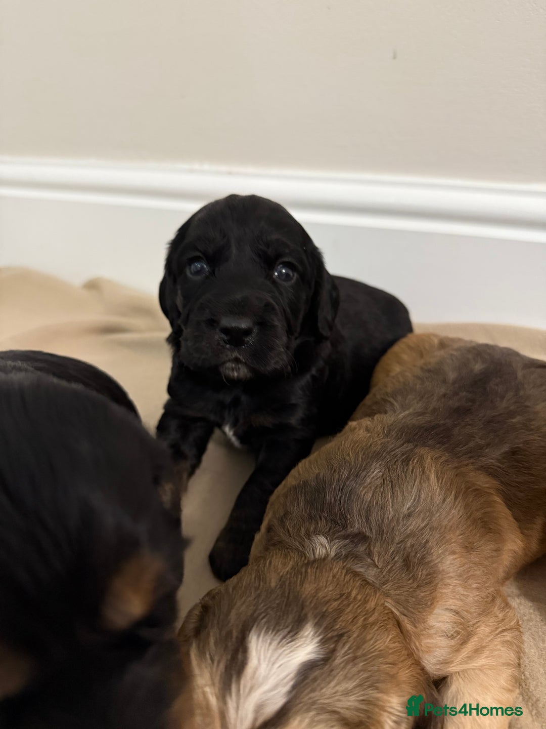 Cocker Spaniel dogs for sale: 2 girls left! Litter of 6 adorable kc reg puppies  - Advert 18