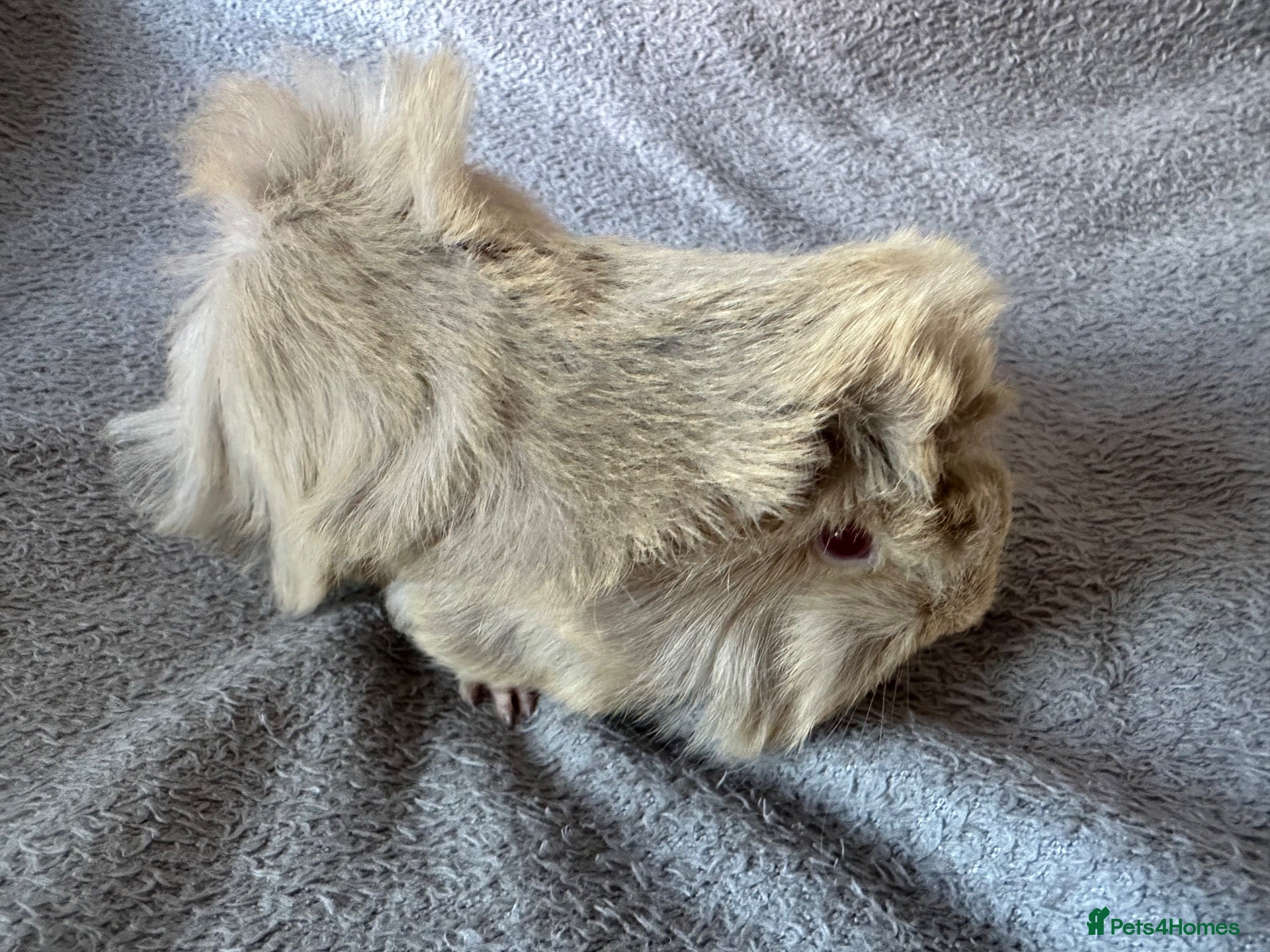 Guinea Pig rodents Baby Funky Guinea Pigs  - Advert 1
