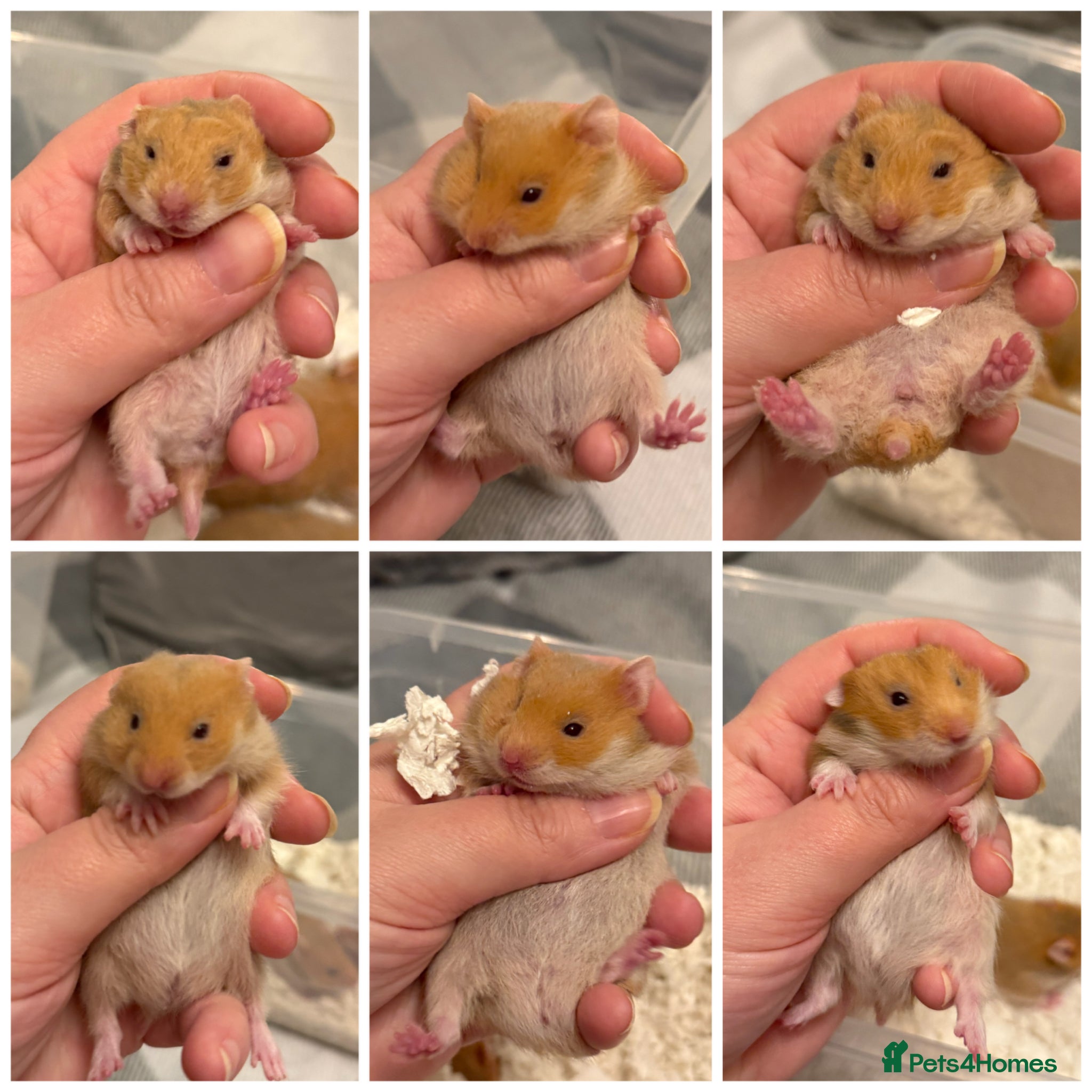 Hamster rodents Beautiful Pedigree Syrian hamster babies - Advert 4