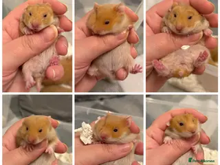 Hamster rodents Beautiful Pedigree Syrian hamster babies - Advert 4