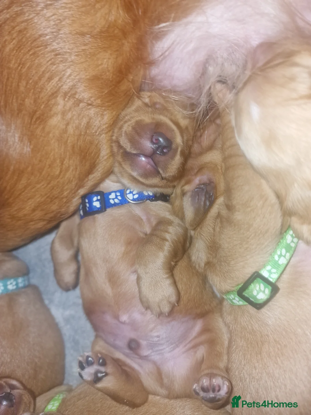 Golden Retriever dogs for sale: Beautiful KC-Registered Golden Retriever Puppies - Advert 15