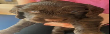 Cocker Spaniel 3
