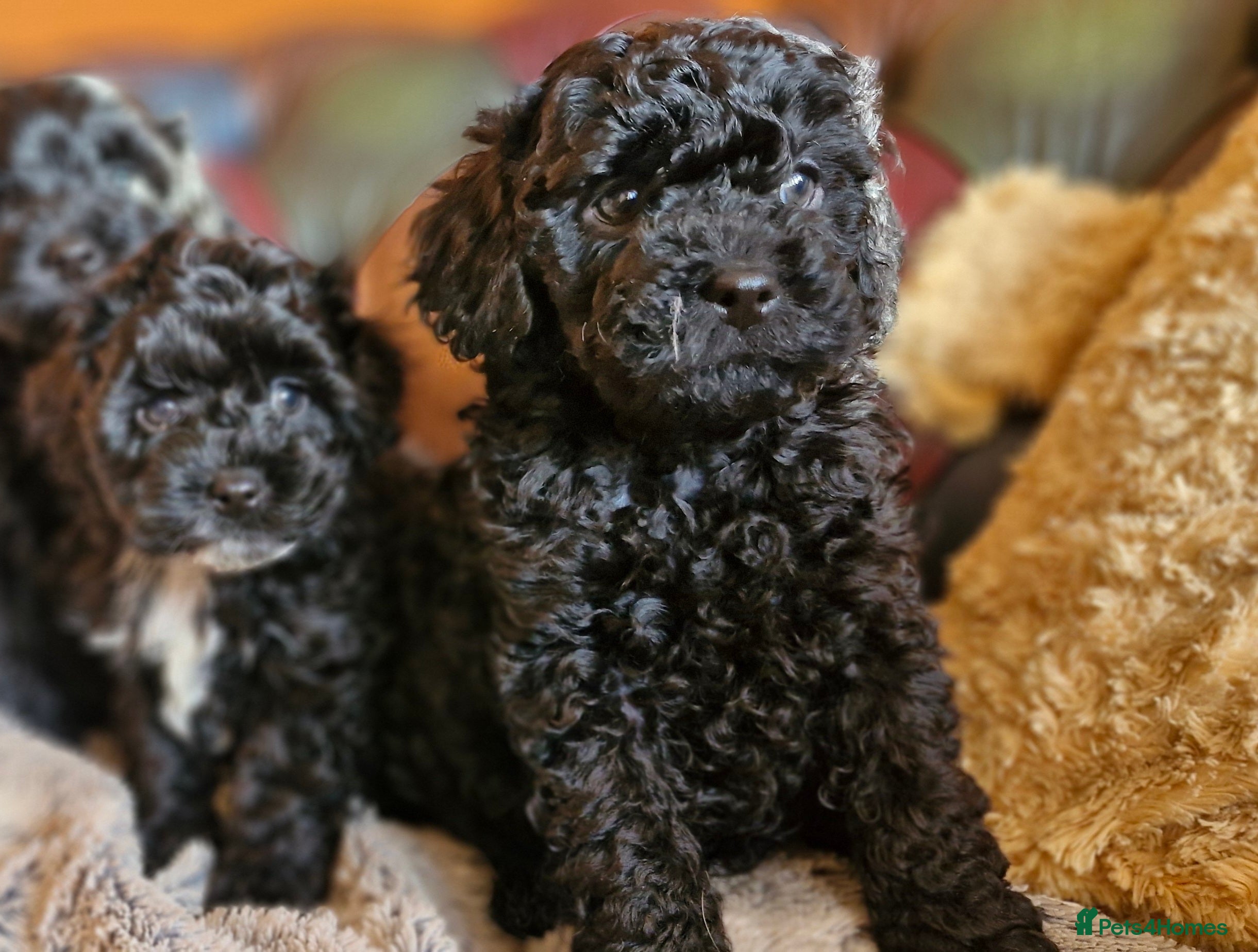 Cavapoo dogs Gorgeous f1b Cavapoo pups - Advert 2