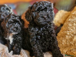 Cavapoo dogs Gorgeous f1b Cavapoo pups - Advert 2