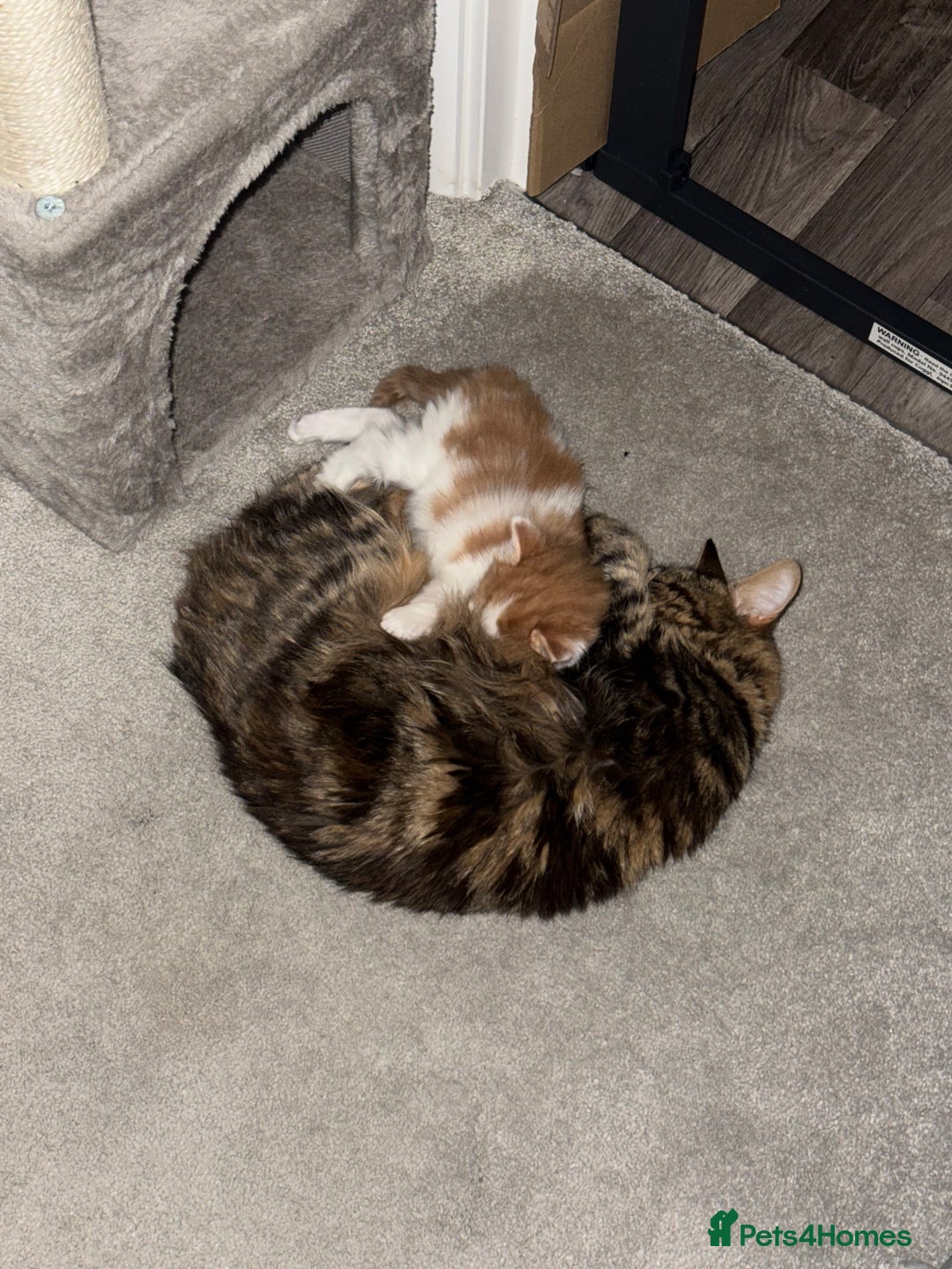 British Longhair cats for sale: Female long haired Ginger and White - Advert 5