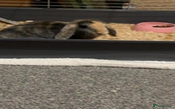 English Lop rabbits for sale: Female lop  - Image 2